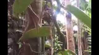 Vanilla plantation in Bali