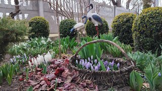 Сад у квітні.Весна,цибулинні квіти, печіночниця,мускарі,чемерник,тюльпани,форзиція на штамбі.ogród