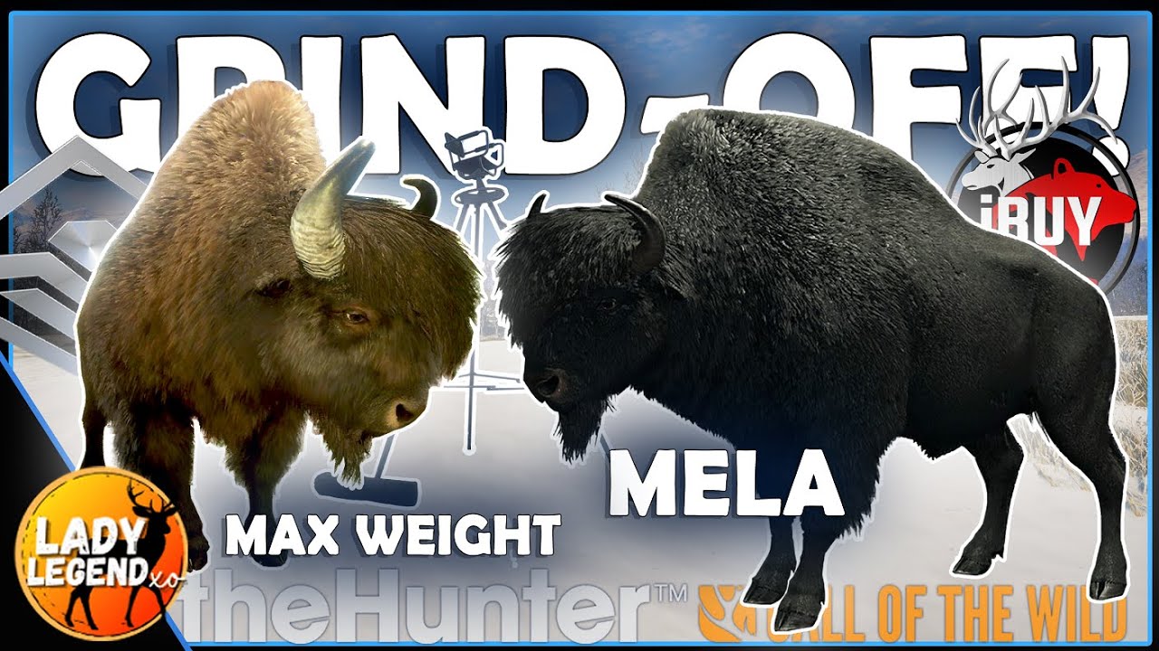 Я бросил вызов iBUYpremiums и устроил GRIND-OFF на Wood Bison!!! - Call of the Wild