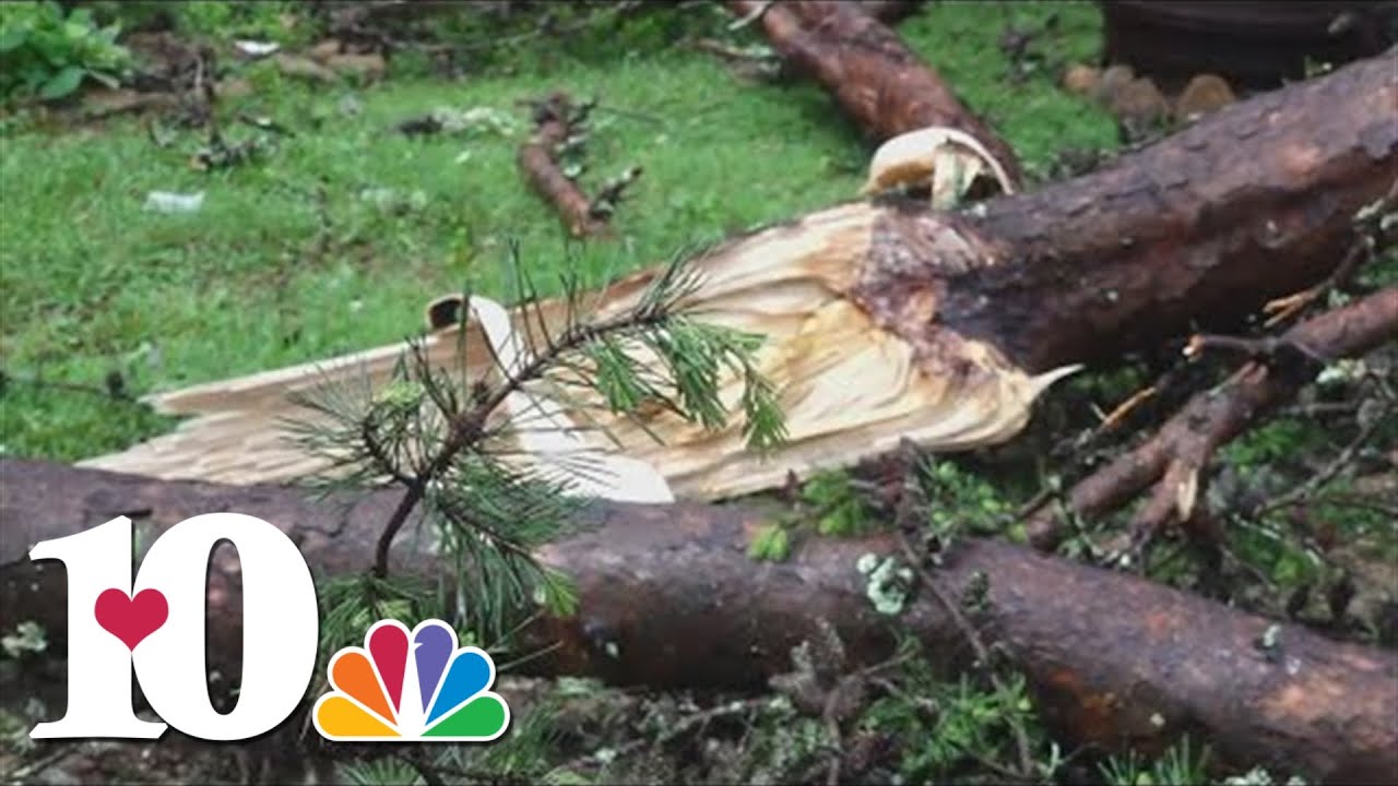 Mayor: One dead after tree falls on car in Claiborne County - YouTube
