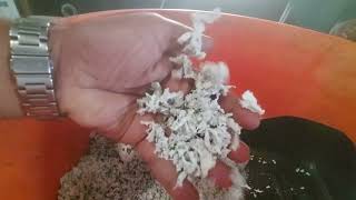 PP Raffia Agglomeration and Lumps process @gsmplasticrecycling
