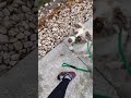 Bodhi’s great focus with leash training!