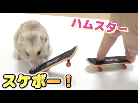 ぷんちゃんがスケボーを乗りこなしてました Youtube