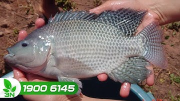 Cho cá rô phi ăn đúng cách: Cá lớn nhanh, tránh lãng phí I VTC16