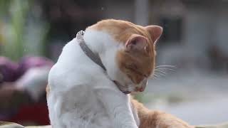 Phil 3423: "Decoding AI: Connectionist Neural Networks Simplified"