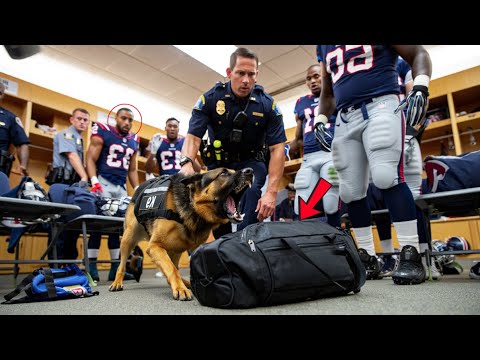 K9 Protects Players and Fans from Tragedy at NFL Game—The Secret Uncovered Will Shock You
