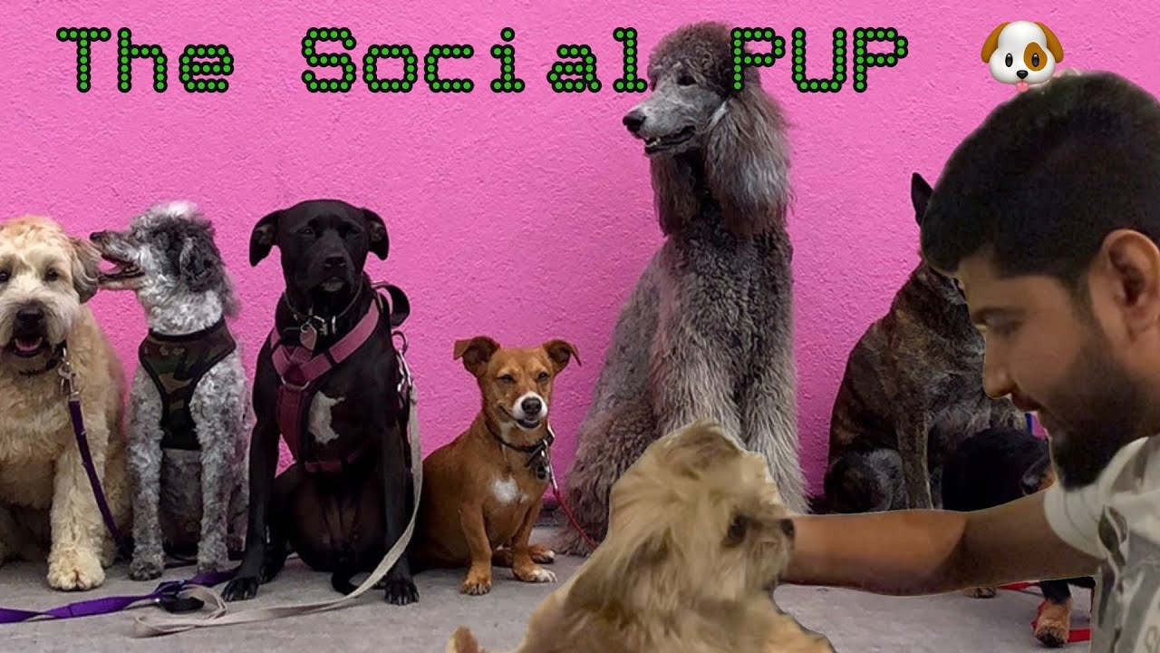 Pet shops The Social Pup Riyadh Life in Saudi Arabia 🇸🇦 AM Arabia