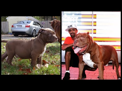 3 XXL Pitbulls walk Play peacefully together HULK KONG KOBE