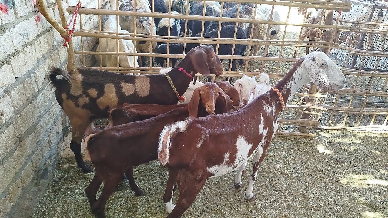 عروض النوادر معزتين دمشقي والدين مجاوز سلالات عاليه (٠١١٥٧٧٩٠٦٠١)#عروض_بيع_الماعز 