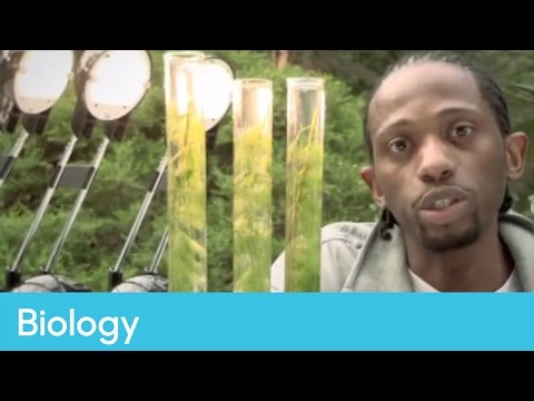 Jon Chase Explores Photosynthesis | Biology Bitesize Science