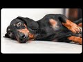 Don't trust cute dachshund eyes vol.2! Funny dog video!