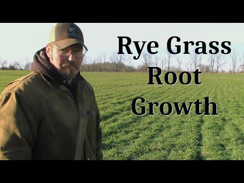 Video: Ryegrass Cover Crops: hoe en wanneer eenjarig raaigras planten