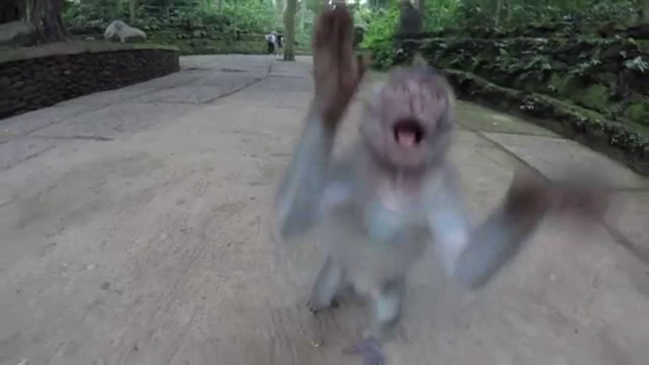 Monkey smacks GoPro then kisses it - YouTube