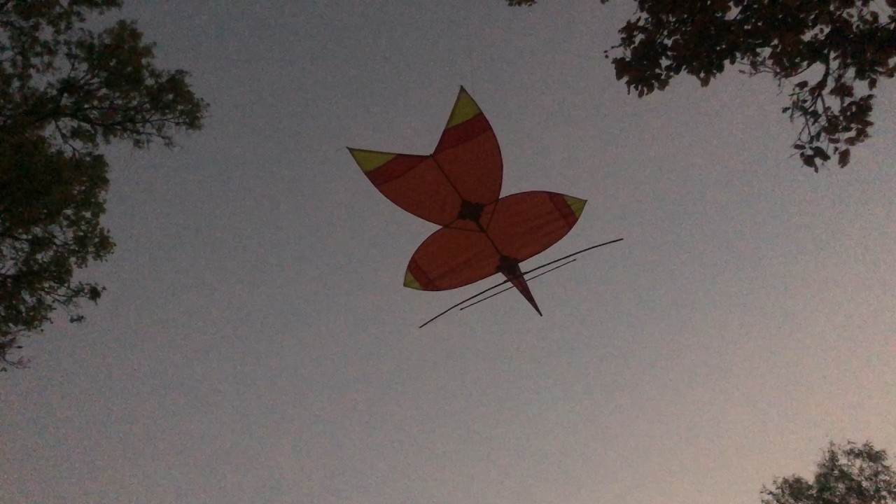 น้องส้มบินหนาวมีนาเกือบปีนต้นไม้