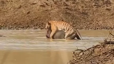 Tiger Hunting Wild Boar in TADOBA….