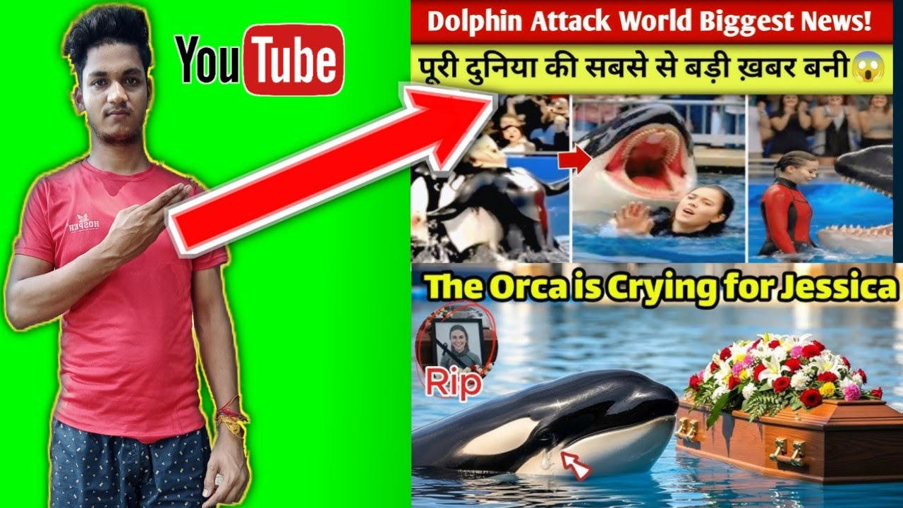 Dolfin attack world biggest news  the orca is crying jessica