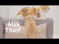 Kittens Steal Milk Even Standing - Day 59 @ Baby Kittens Day 1 to Day 100 Lucky Paws Vlogs