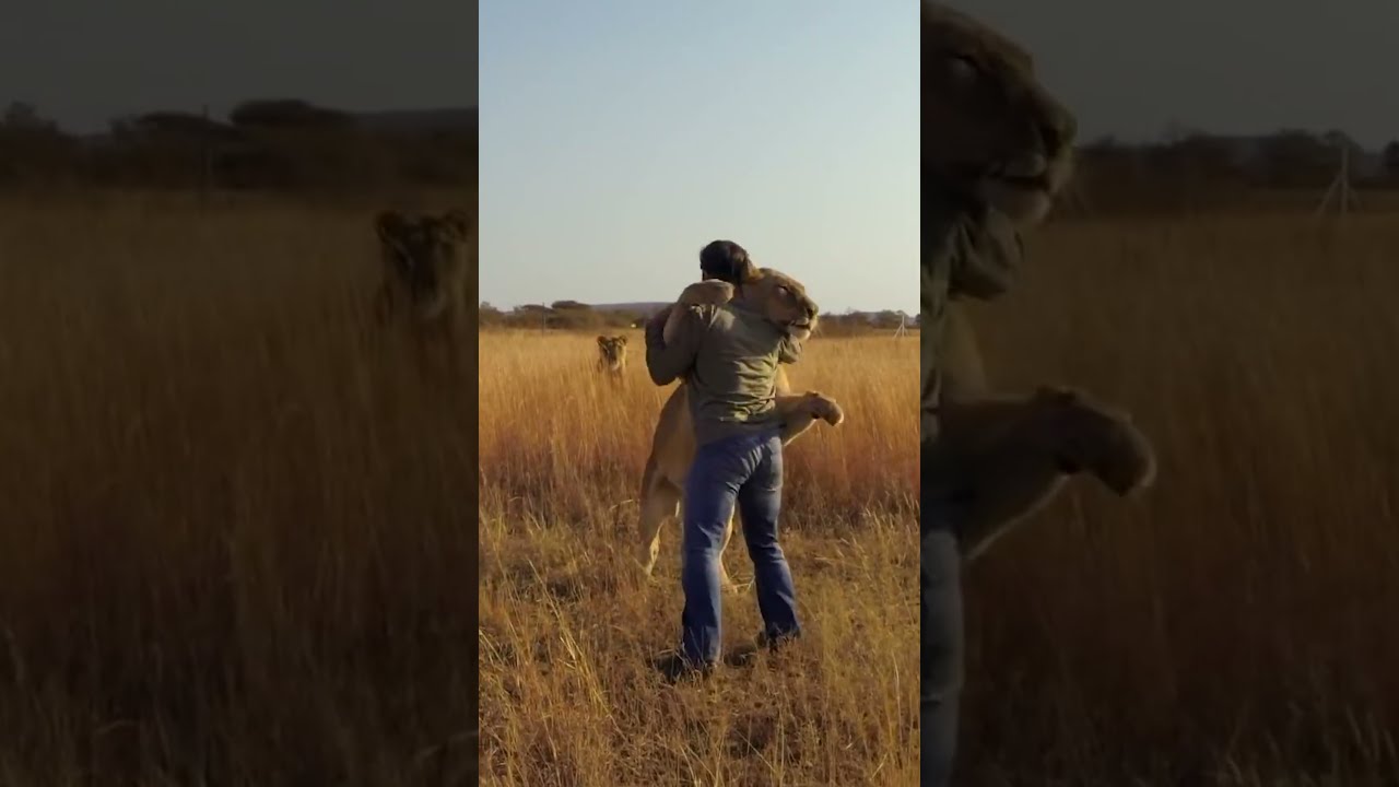 Lion JUMPS On Man And Hugs Animal Savelions