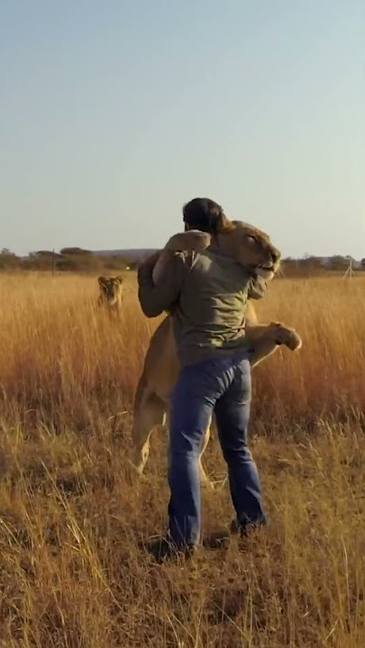 Lion JUMPS on Man and Hugs #lion #animal #savelions