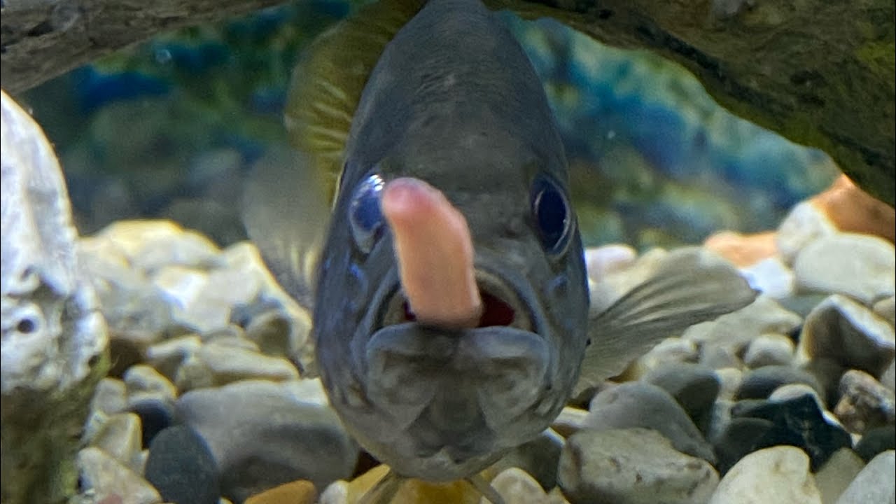 Feeding My Pet Sunfish!! YouTube