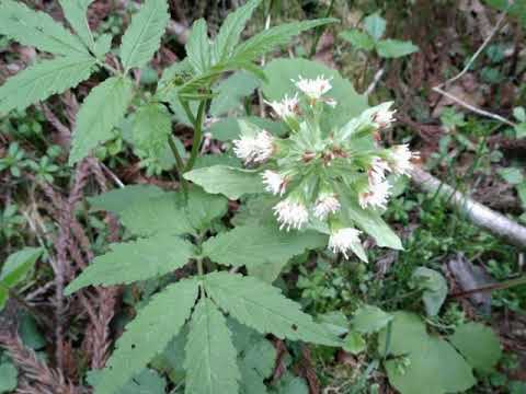 野に咲く花のように（オカリナ）