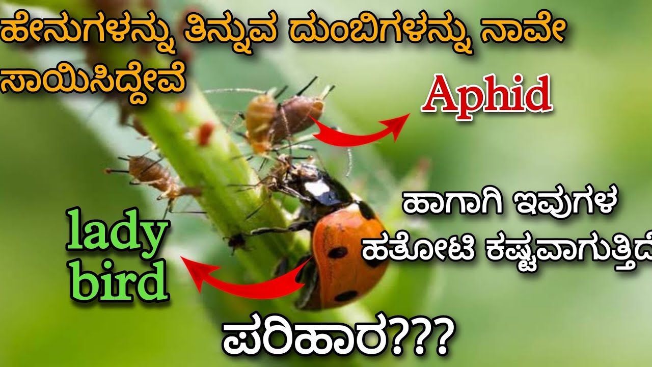 Aphids complete information | ಏಫಿಡ್ಸ್-ಏನುಗಳ ಹತೋಟಿ ಕ್ರಮಗಳು| Symptoms, life-cycle, control measures |