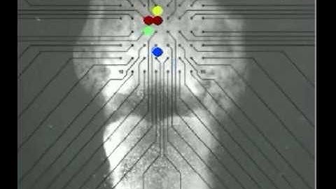 neuronal avalanches organize as nested oscillations