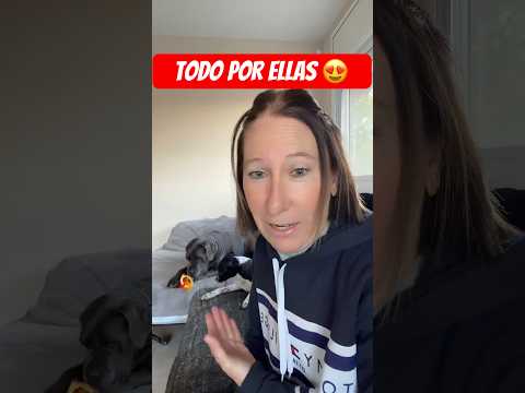 Estarán cómodas?😅 #dogs#perros#dogshorts#puppy#pets#perritos#shortvideo