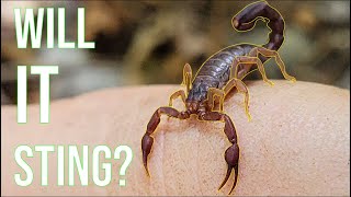 Are Southern Devil Scorpions Dangerous? Holding a Wild Scorpion!