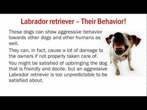 aggressive-labrador-retriever-health---training-tips