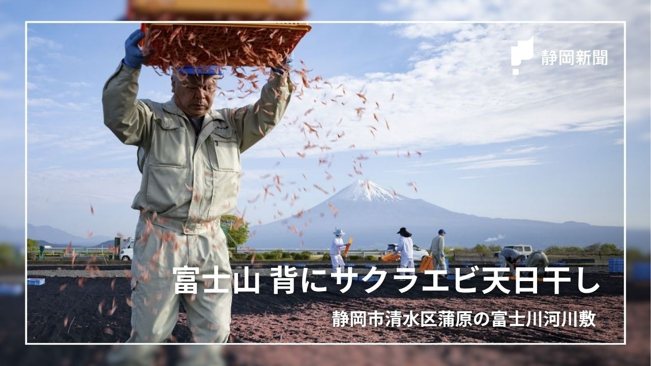 富士山背に桜色のじゅうたん 静岡市清水区でサクラエビ天日干し - YouTube