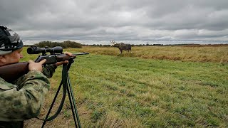 SHOT 4 MOOSES. OPENING OF THE PUNCHED HUNTING.