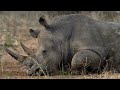 A World Without Rhinoceros