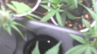 Marijuana  Garden update.