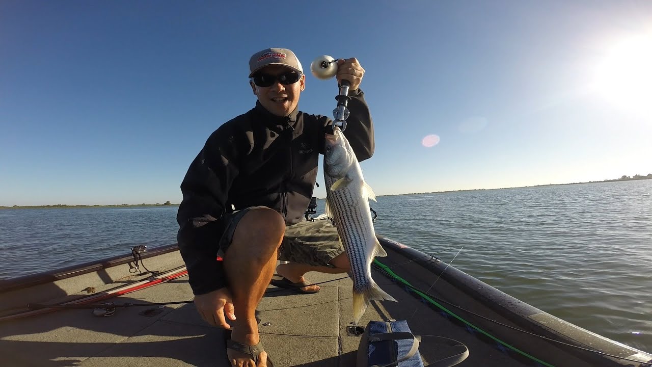 10/11/15 California Delta Striper Fishing YouTube