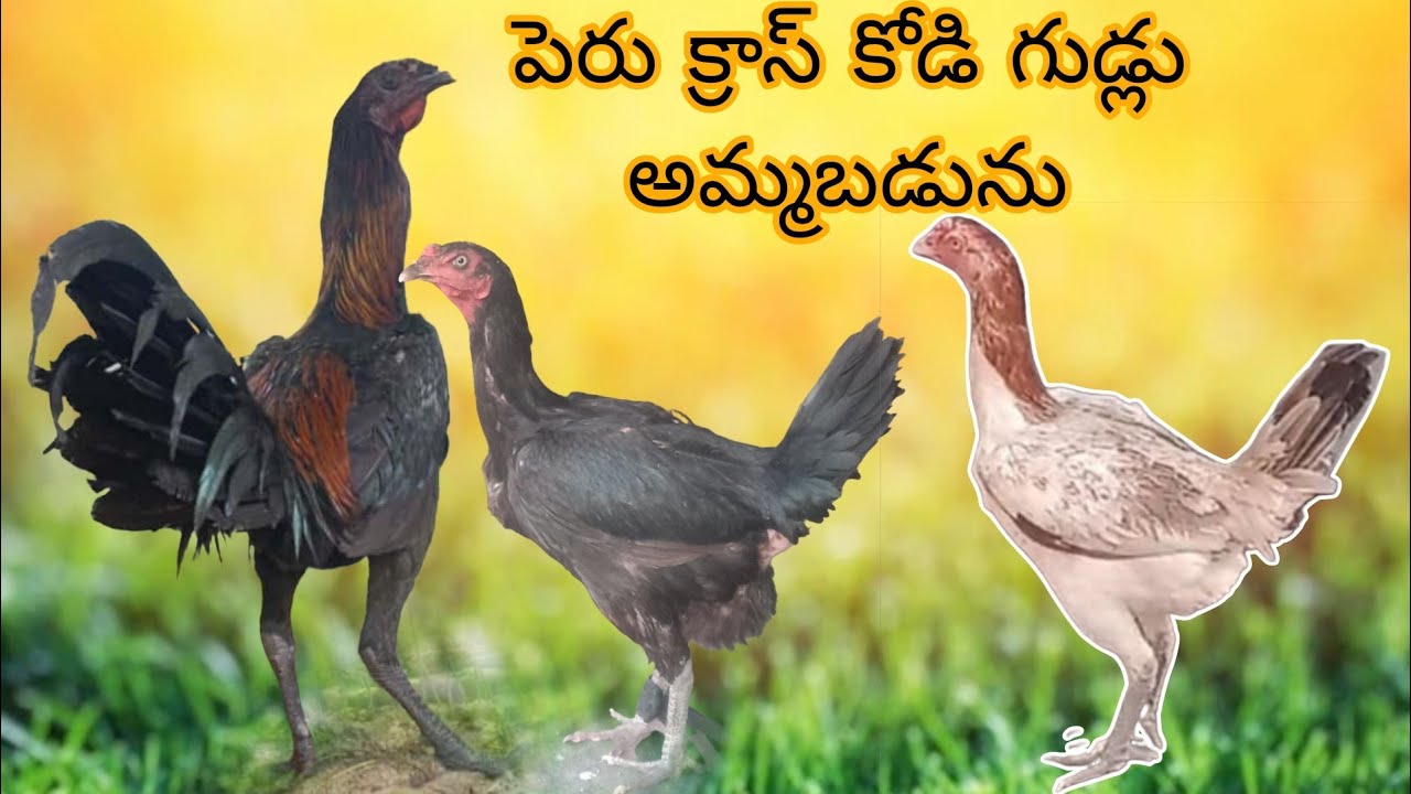 //KVR BREEDES venkat