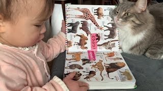 目の前で読書をする娘に迷惑そうな表情をする猫　ノルウェージャン　A cat that looks annoying to her daughter reading in front of her