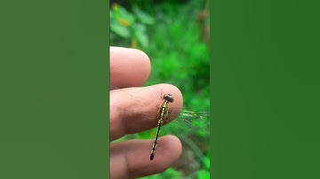 DRAGONFLY RESCUE dragonfly caught in spider web