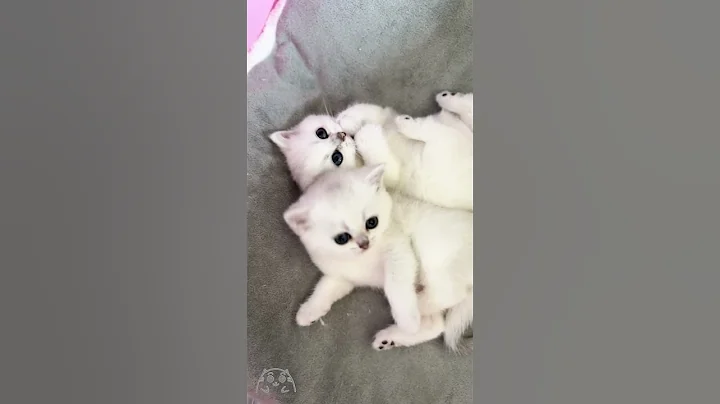 Watch the video about 4 weeks old Scottish Straight Silver Chinchilla baby cats