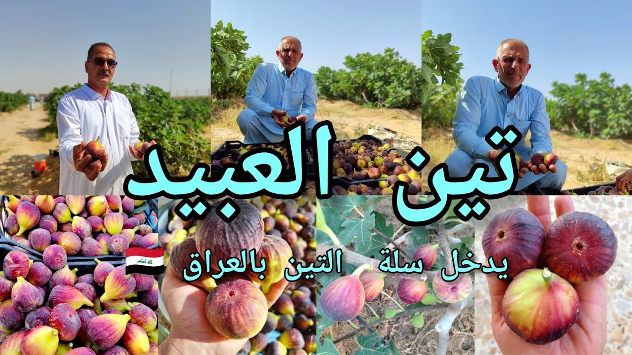 تين العبيد السعودي 🇸🇦 يزرع بالعراق 🇮🇶 ويضاف لسلة الأصناف العراقية الفاخرة بحجم جامبو وطعم عسلي