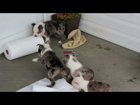 Boston Terrier Puppies For Sale Levi Kauffman Youtube