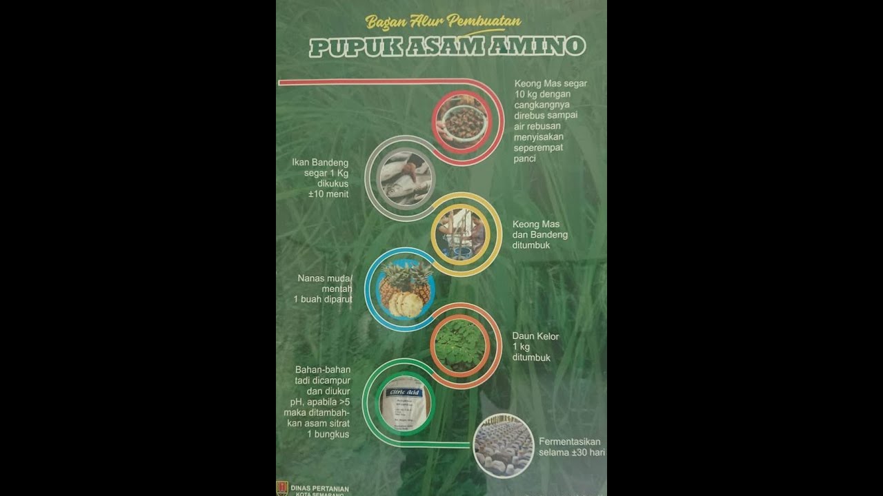 PEMBUATAN PUPUK ASAM AMINO