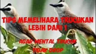 Tips Memelihara Trucukan Lebih Dari 1 Agar Mental Tidak Drop/Kalah Mental