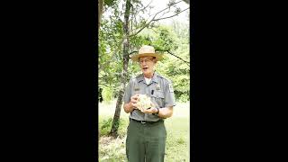 Black Bears in South Carolina with Ranger Scott!
