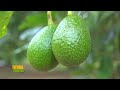 TIERRA FÉRTIL TV-CLONACIÓN DE PLANTAS DE AGUACATE (02.11.19)