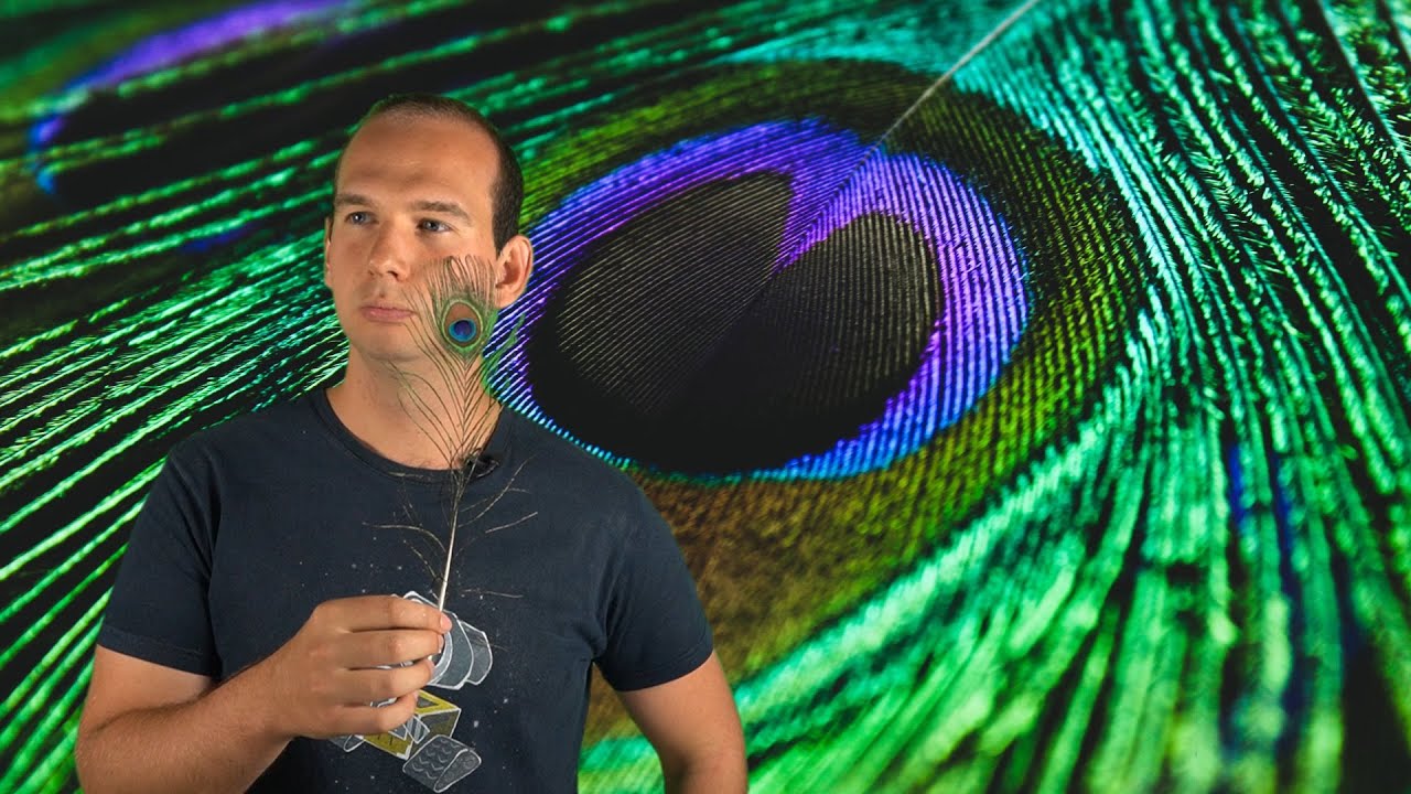 Perché il Blu è così raro in Natura?