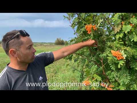 Жёлтоплодная рябина НЕВЕЖИНСКАЯ ЖЁЛТАЯ. Уникальный сорт рябины для озеленения.