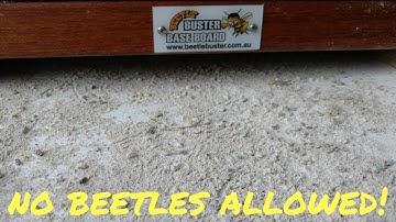 Results using the Beetle Buster!!!