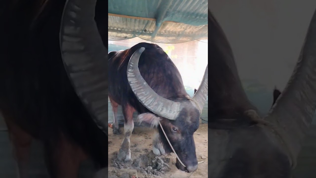 Morigaon Champion 🏆