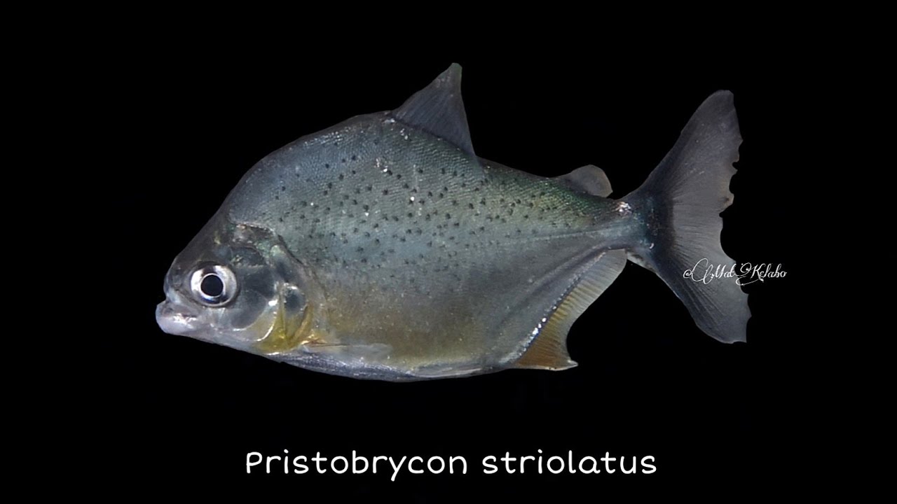 Pristobrycon striolatus @ Peppered Piranha (Brazil)